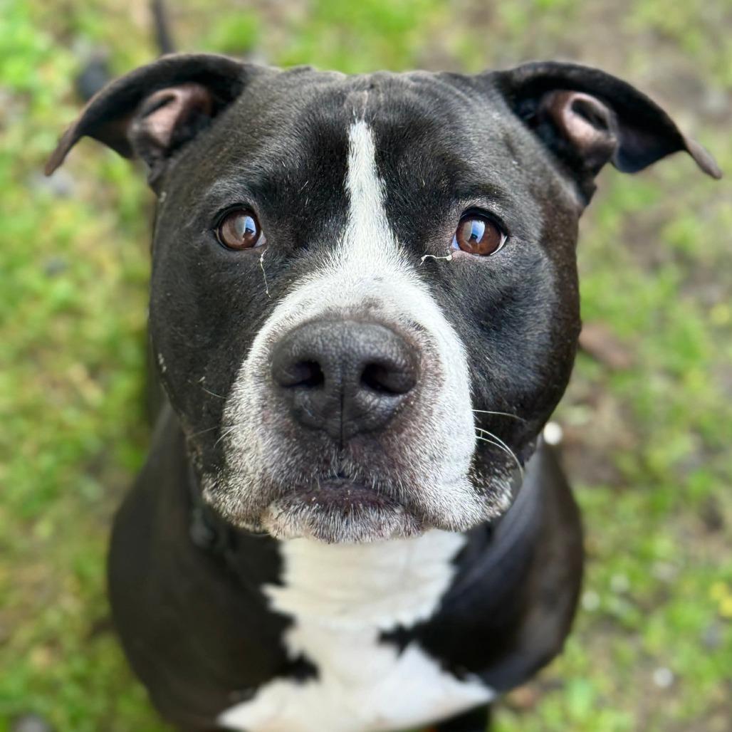 Enlarge Flop, a Adoptable Pit Bull Terrier in Tacoma, WA image 3/3