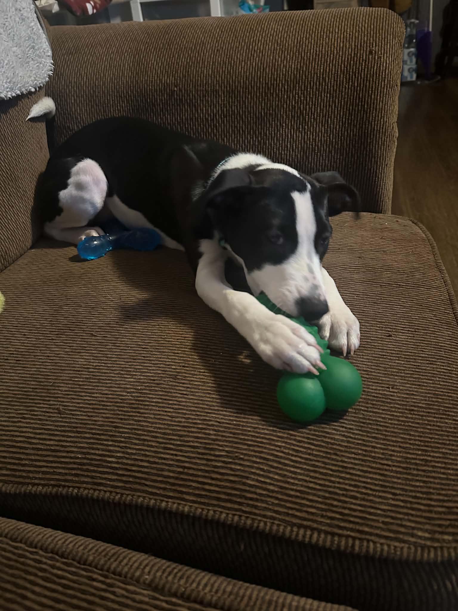 Enlarge Stuart, a Adoptable mixed breed in Crystal Lake, IL image 3/6