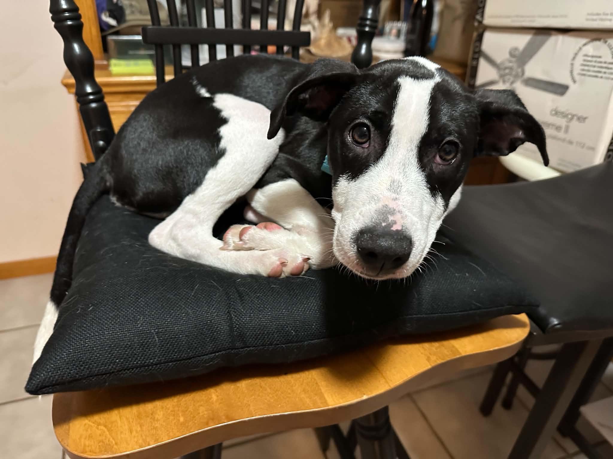 Enlarge Stuart, a Adoptable mixed breed in Crystal Lake, IL image 2/6