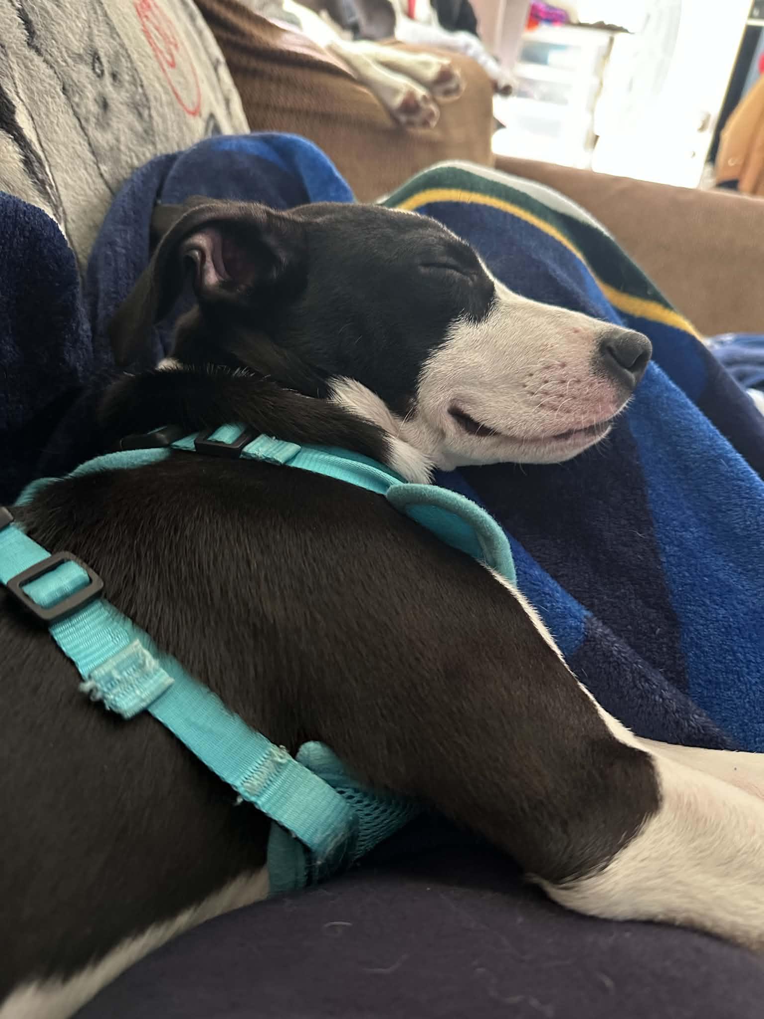 Enlarge Stuart, a Adoptable mixed breed in Crystal Lake, IL image 6/6