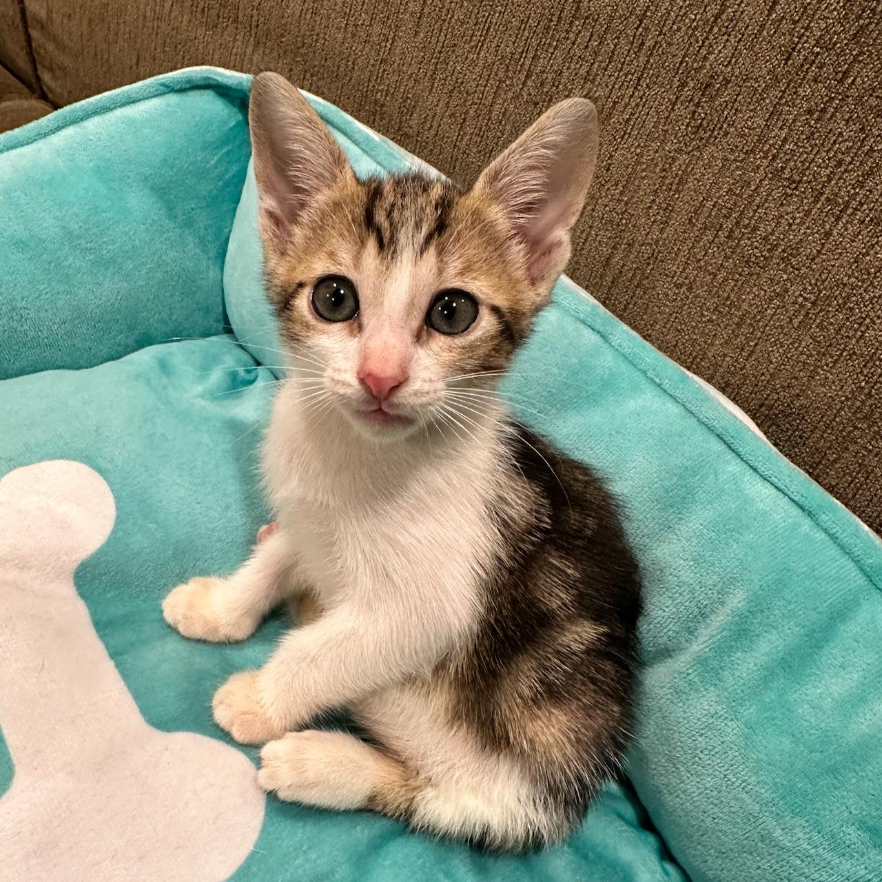 Enlarge Choli, a Adoptable mixed breed in East Brunswick, NJ image 4/6