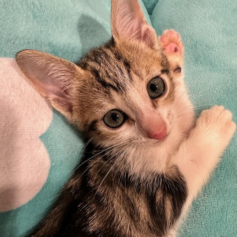 Enlarge Choli, a Adoptable mixed breed in East Brunswick, NJ image 3/6