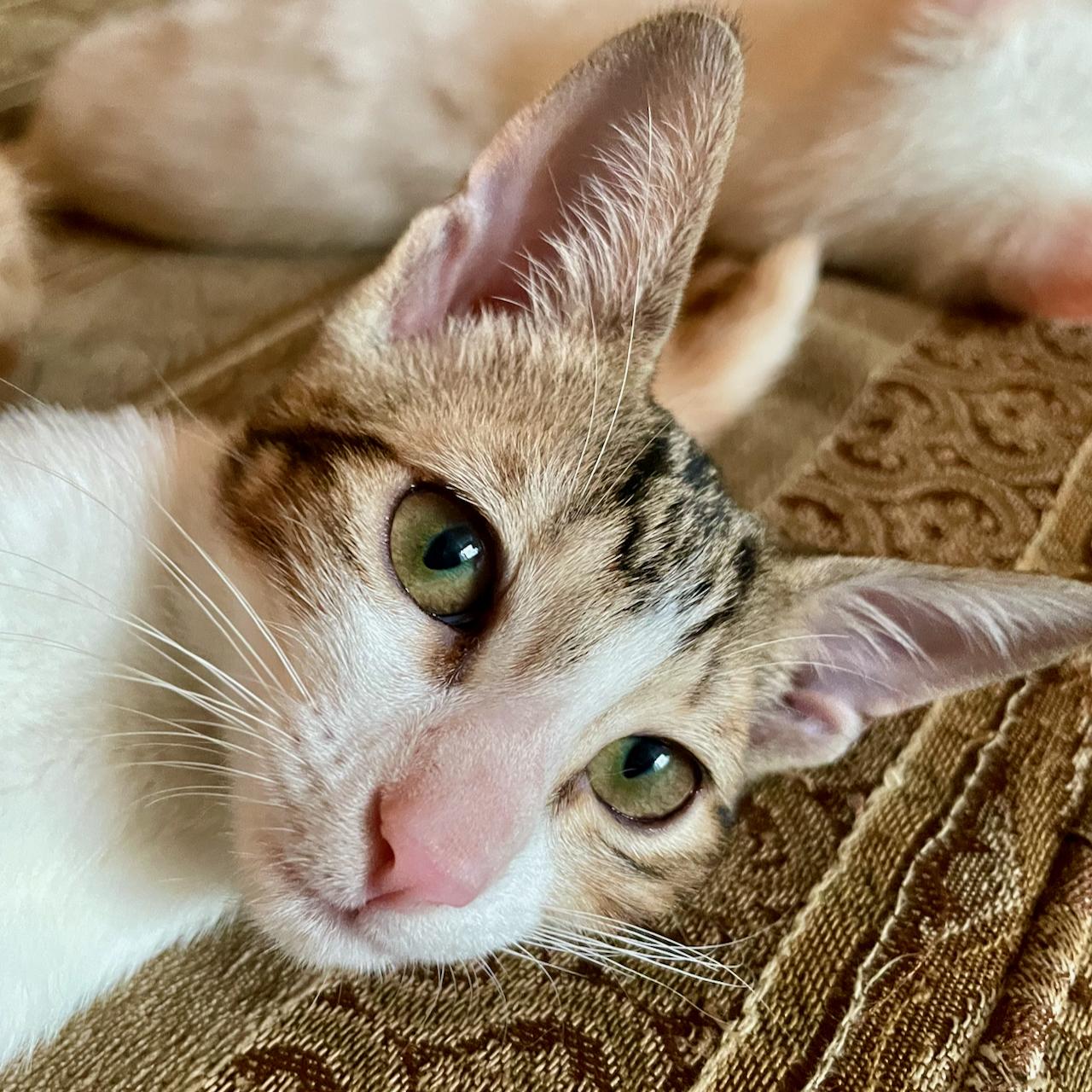 Enlarge Choli, a Adoptable mixed breed in East Brunswick, NJ image 6/6