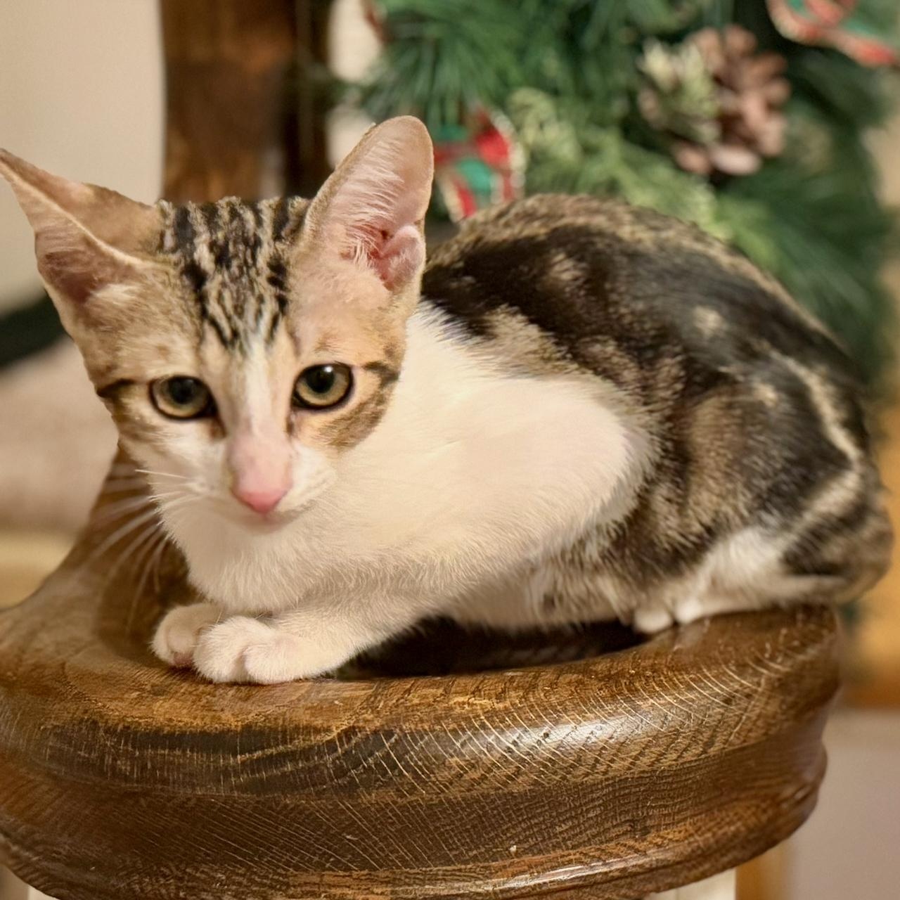 Enlarge Choli, a Adoptable mixed breed in East Brunswick, NJ image 2/6