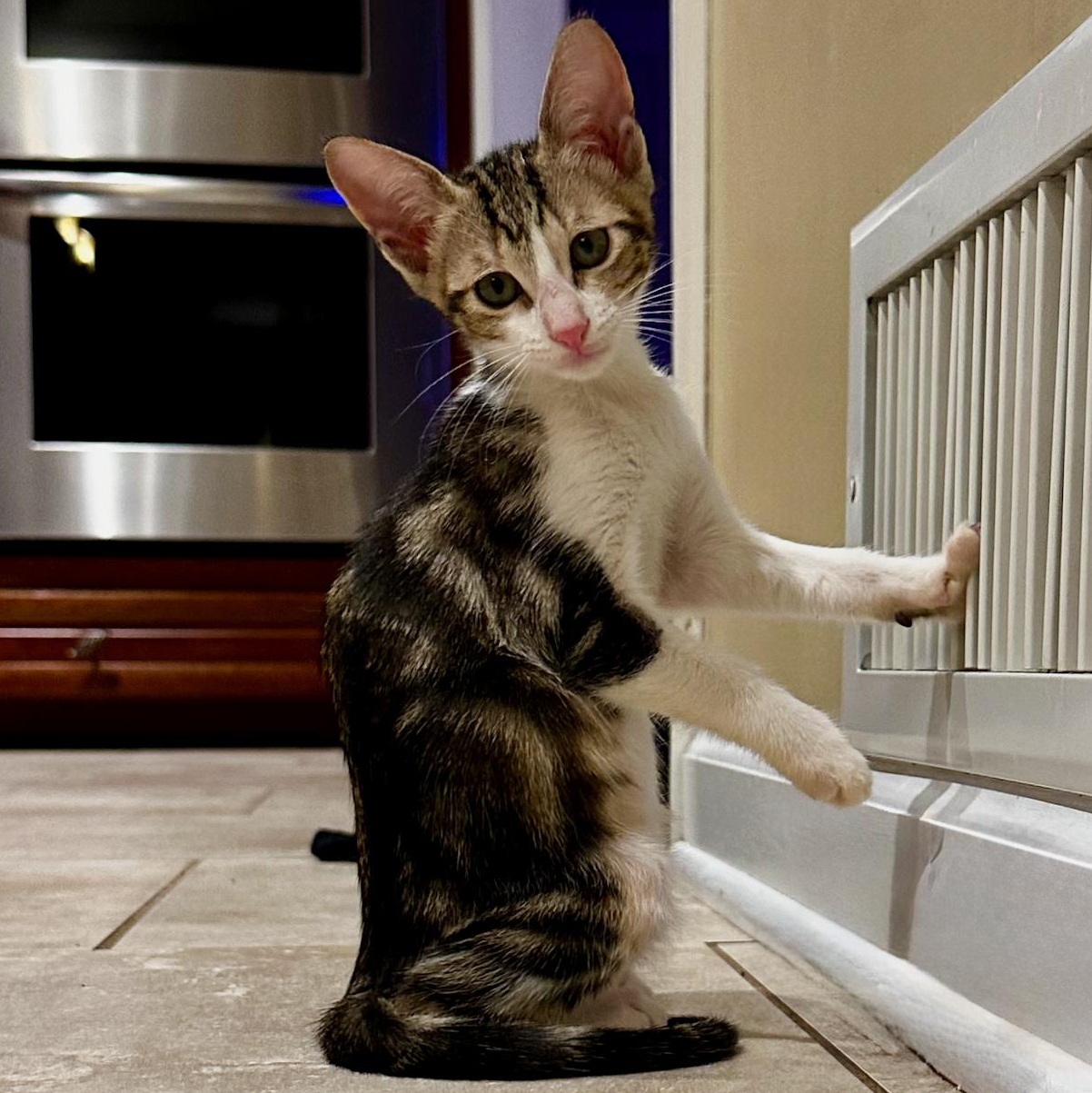 Enlarge Choli, a Adoptable mixed breed in East Brunswick, NJ image 5/6