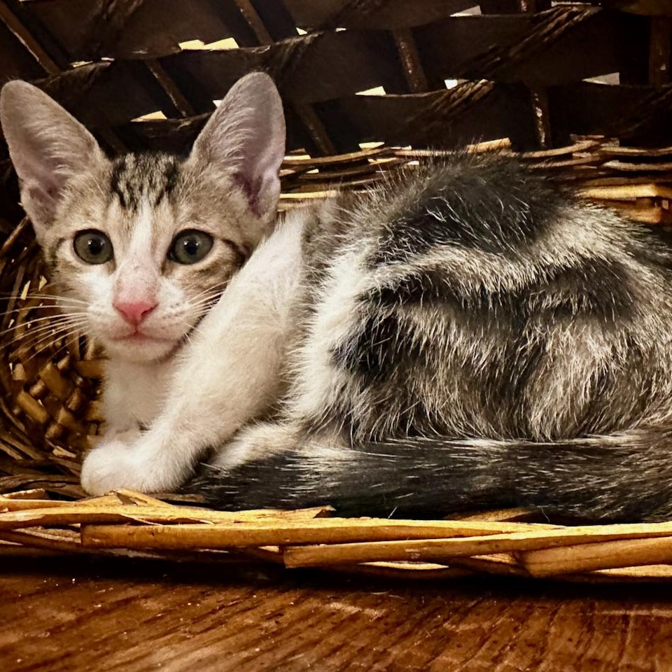 Choli, Adoptable, Kitten Female Tabby & Domestic Short Hair.