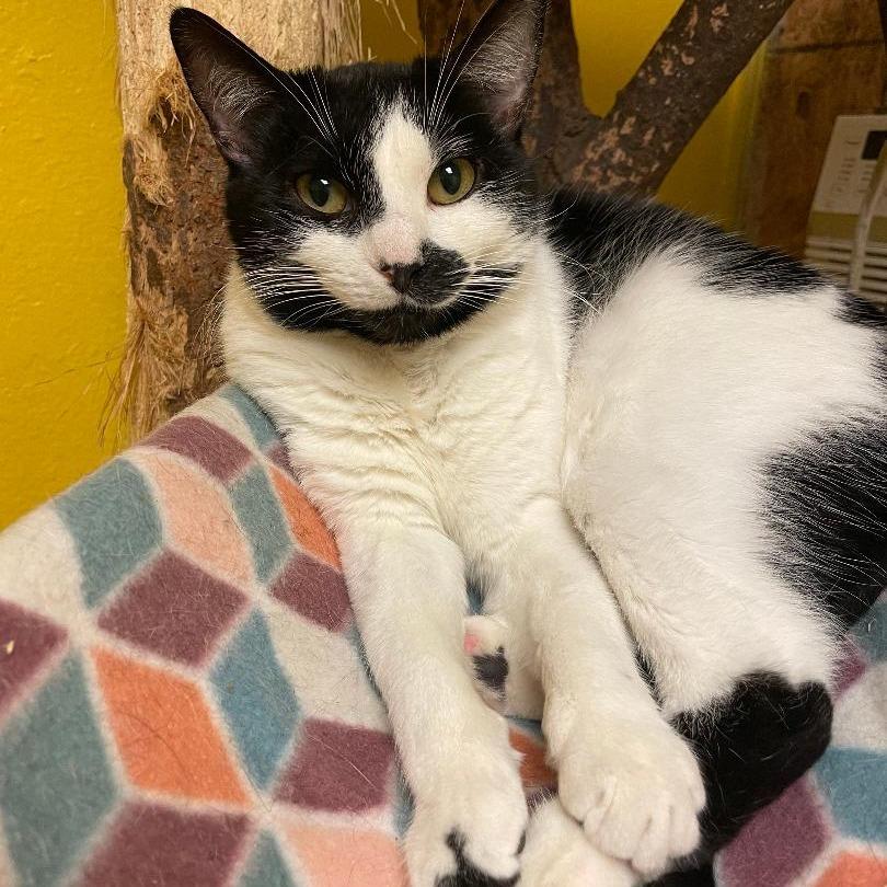 Enlarge Calzone, a Adoptable Domestic Short Hair in North Myrtle Beach, SC image 2/2