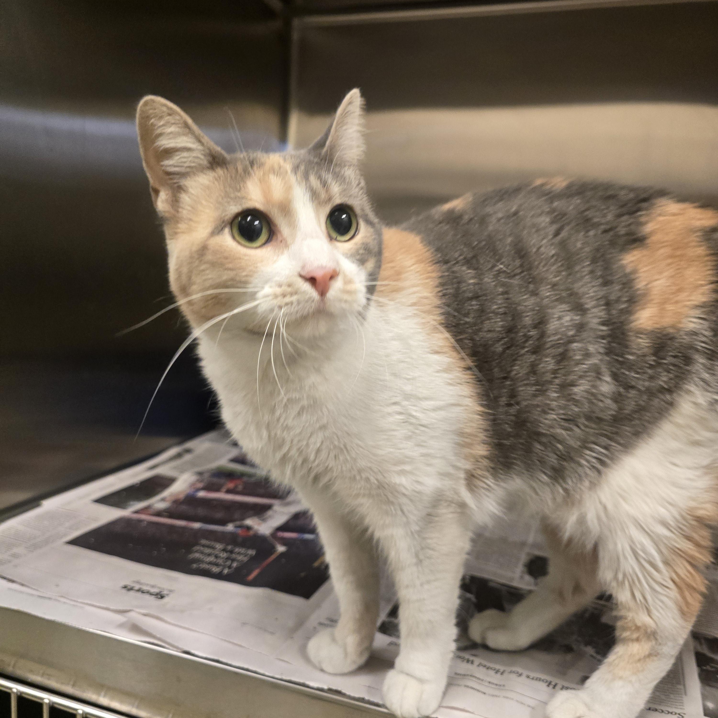 Enlarge Peaches, a Adoptable Domestic Short Hair in Cicero, IL image 1/1
