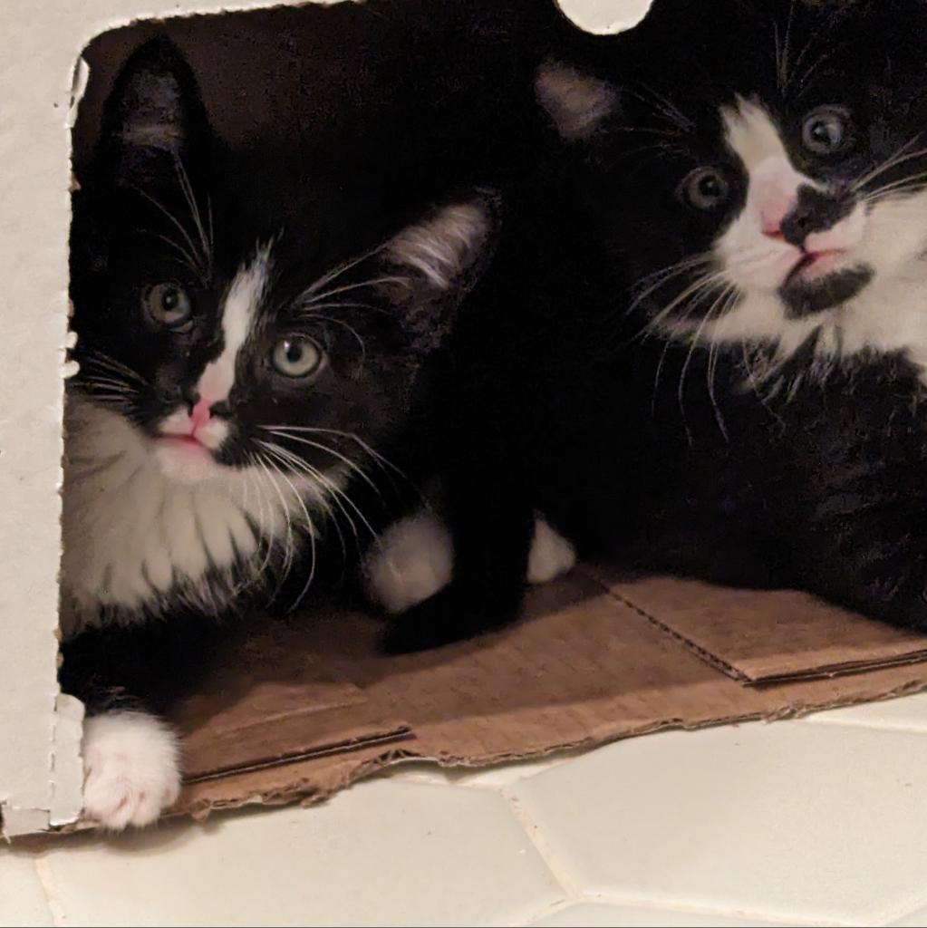 Enlarge Mario, a Adoptable Domestic Short Hair in Somerset, NJ image 1/6