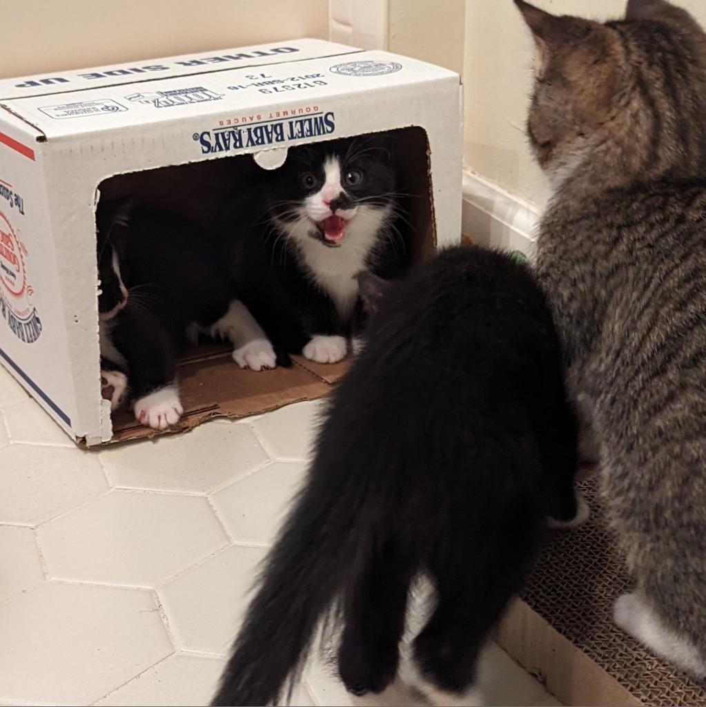 Enlarge Mario, a Adoptable Domestic Short Hair in Somerset, NJ image 3/6