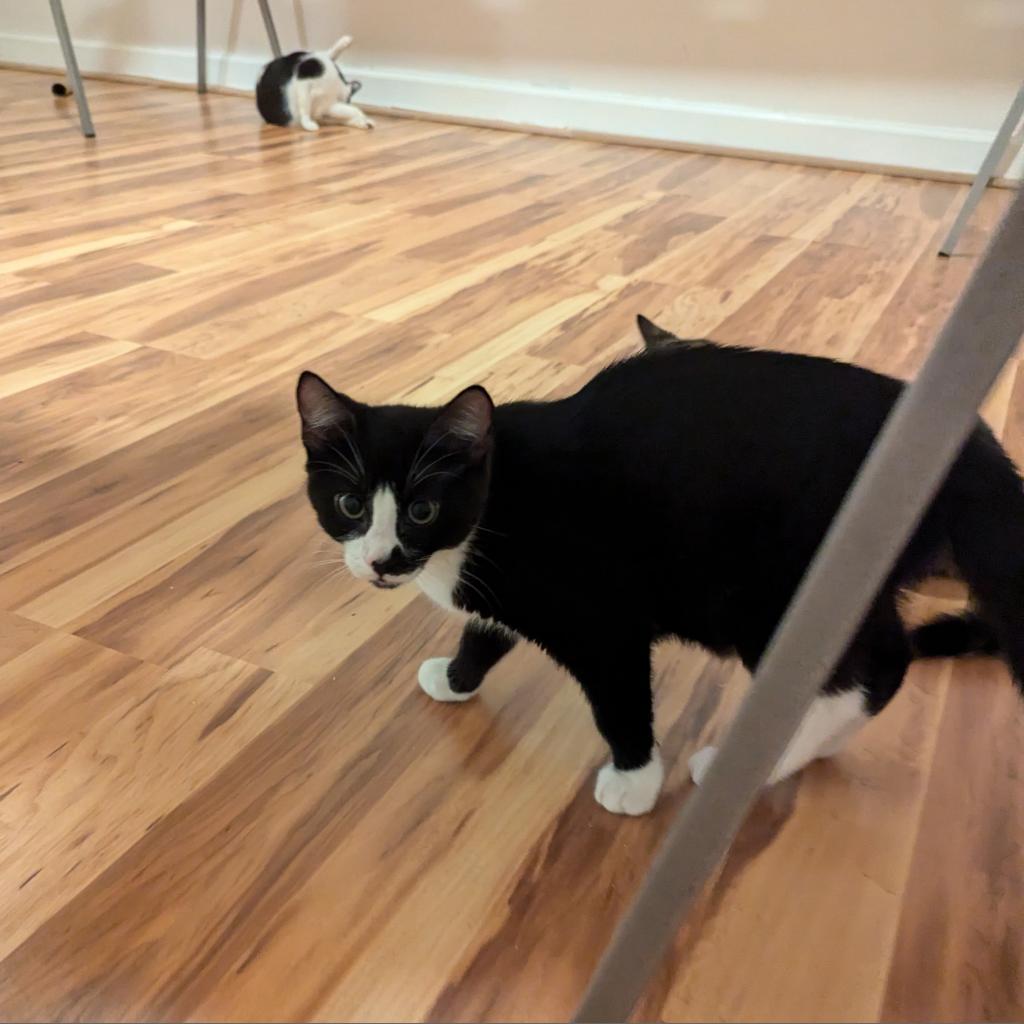 Enlarge Mario, a Adoptable Domestic Short Hair in Somerset, NJ image 5/6