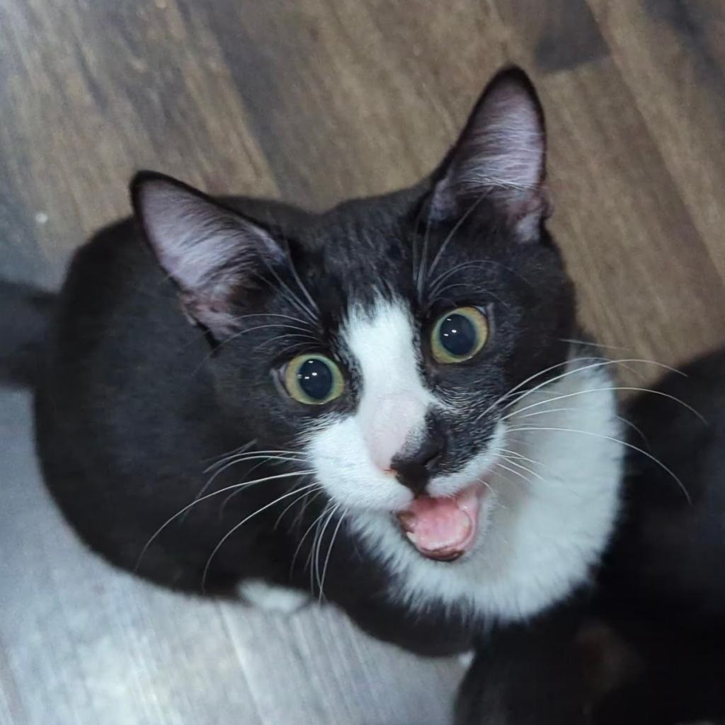 Enlarge Mario, a Adoptable Domestic Short Hair in Somerset, NJ image 6/6