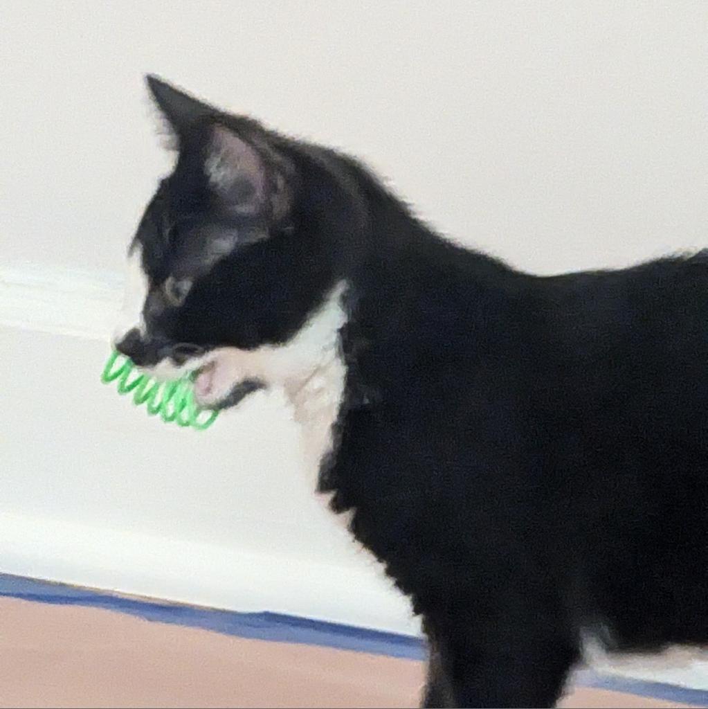 Mario, a Adoptable Domestic Short Hair in Somerset, NJ image 5/6