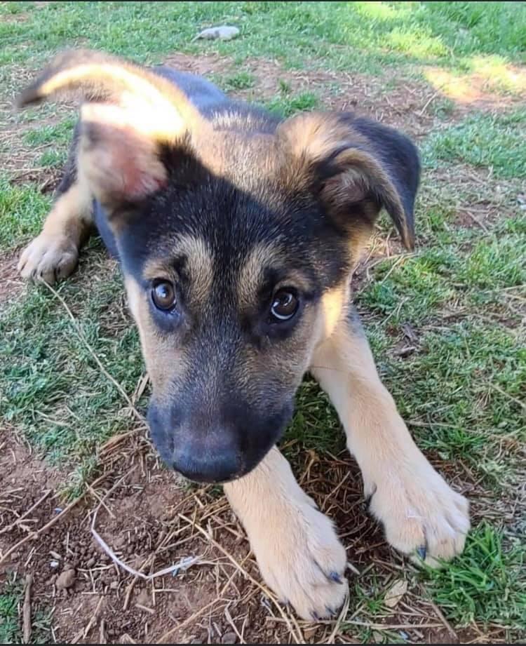 Daisy, Adoptable, Adult Female German Shepherd Dog.