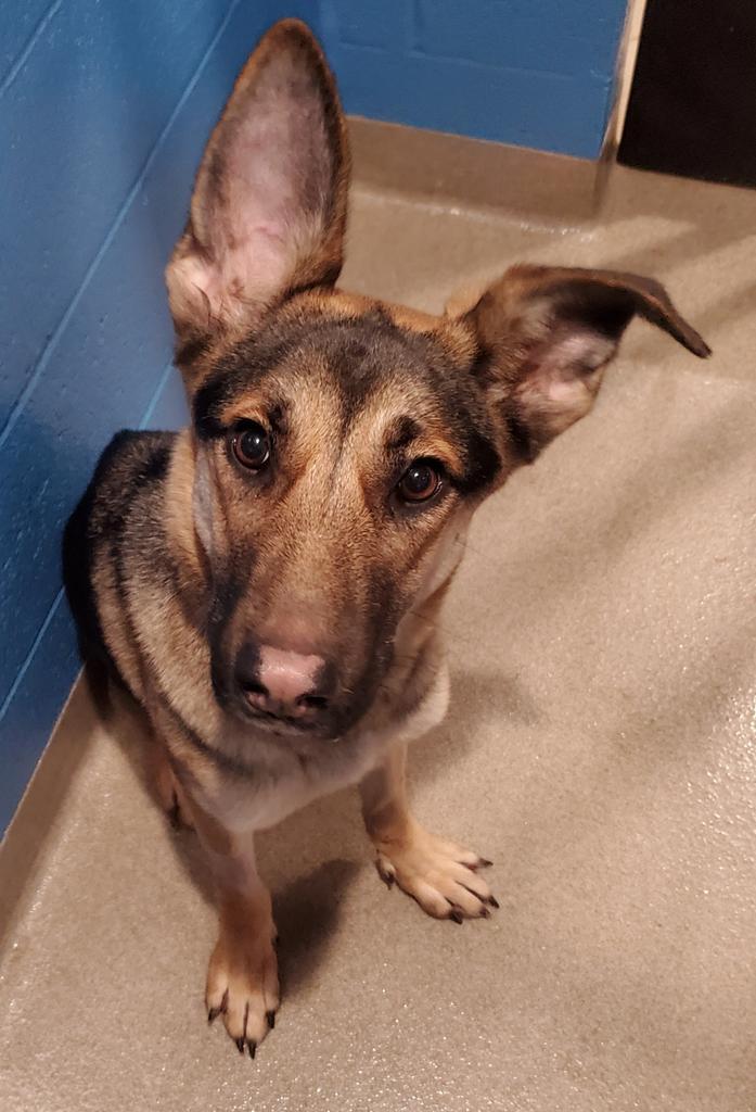 Daisy, a Adoptable mixed breed in North Syracuse, NY image 2/2