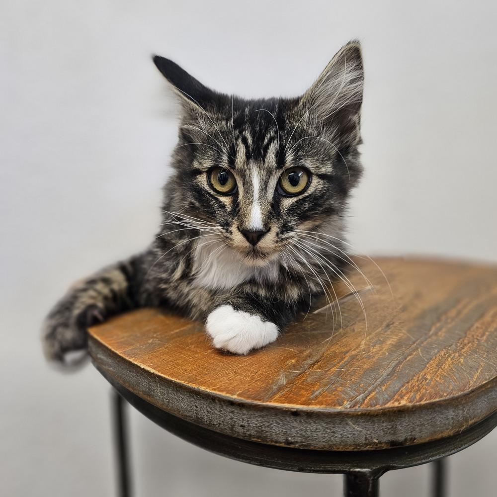 Enlarge Friday, a Adoptable mixed breed in Spokane , WA image 1/1