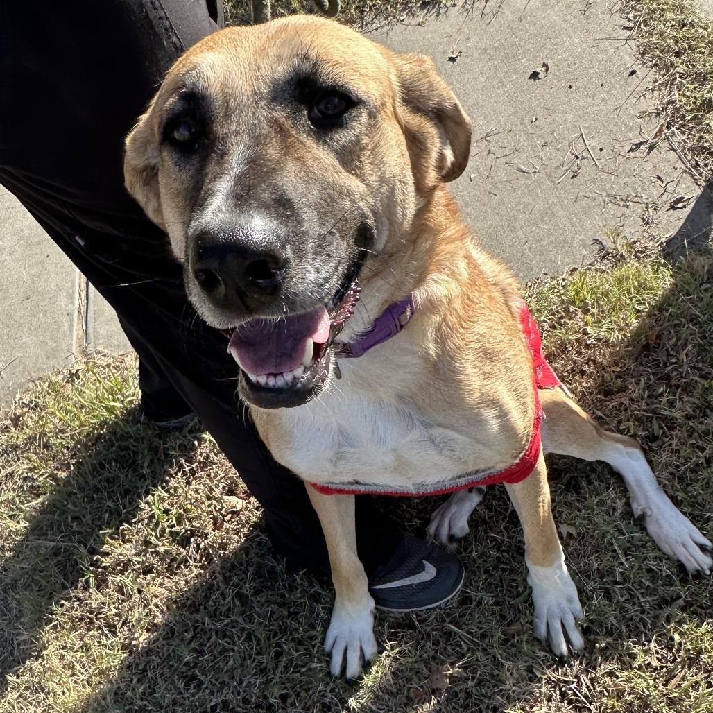 Kora, a Adoptable mixed breed in Ponca City, OK image 1/4