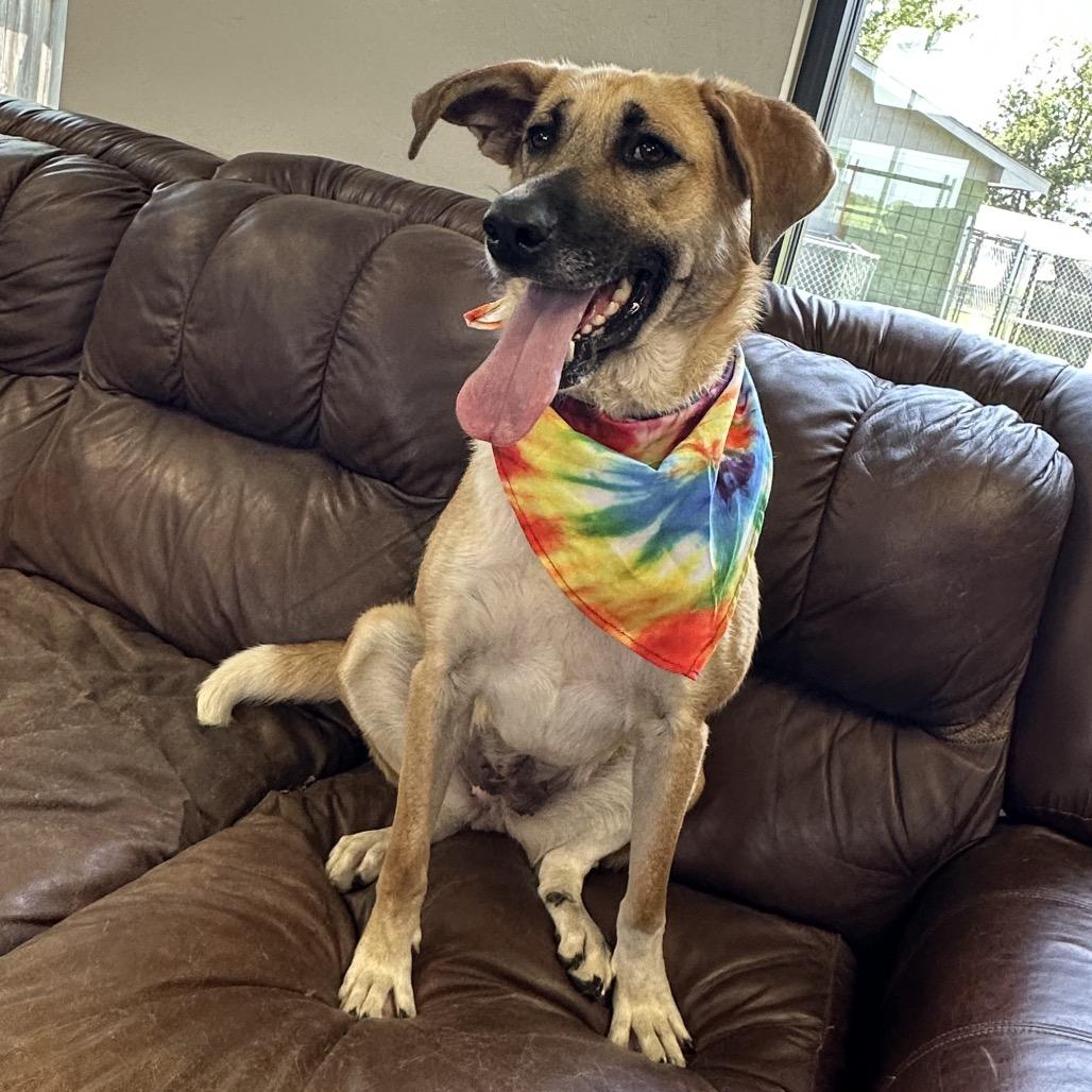 Kora, a Adoptable mixed breed in Ponca City, OK image 2/4