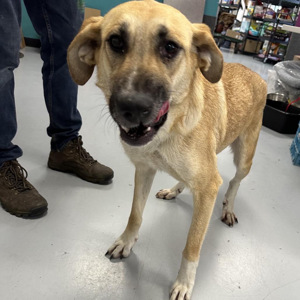 Kora, a Adoptable mixed breed in Ponca City, OK image 3/4