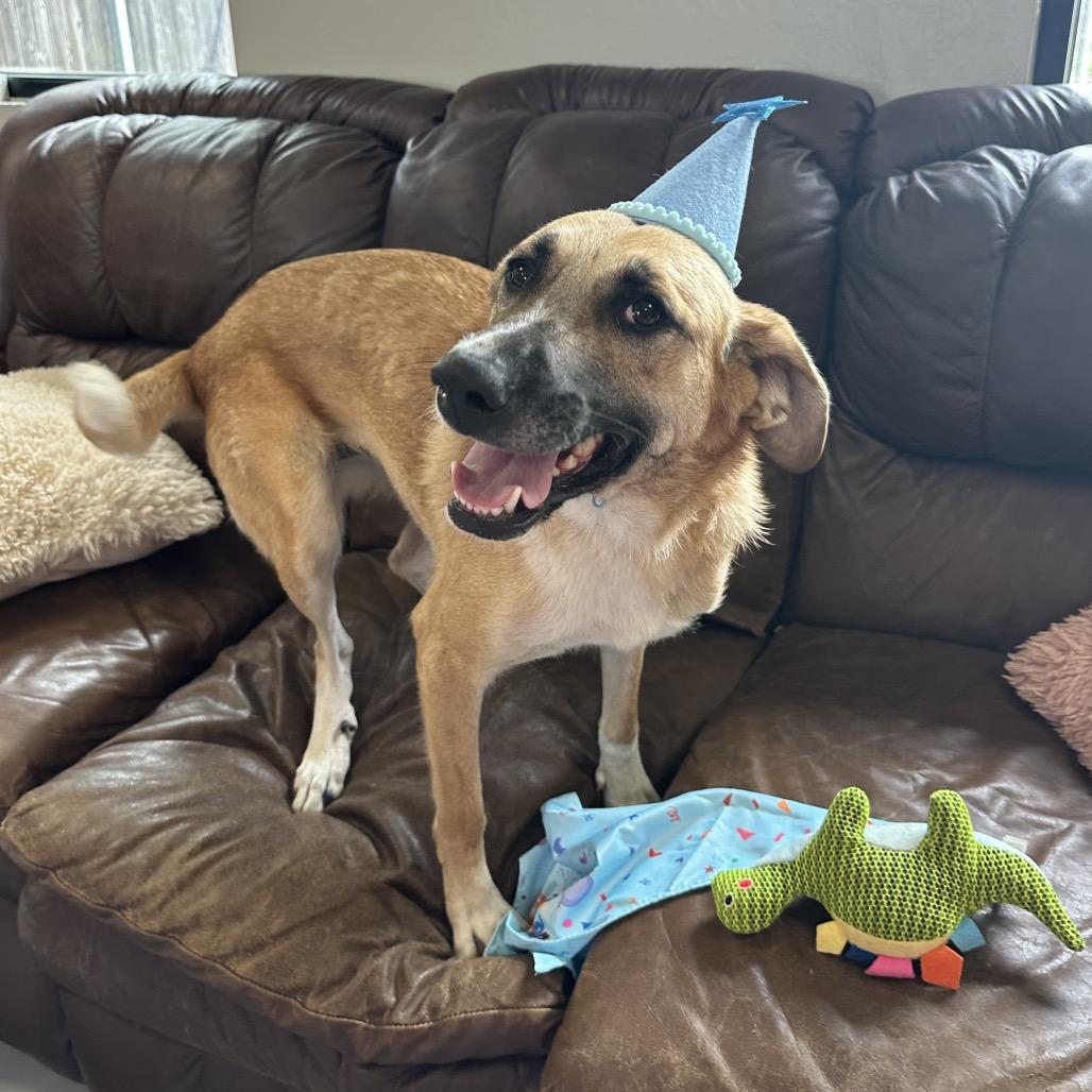 Kora, a Adoptable mixed breed in Ponca City, OK image 4/4