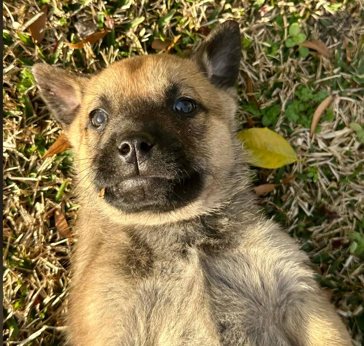 Enlarge Ken, a Adoptable mixed breed in Eutawville, SC image 1/5