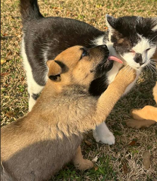 Enlarge Ken, a Adoptable mixed breed in Eutawville, SC image 3/5