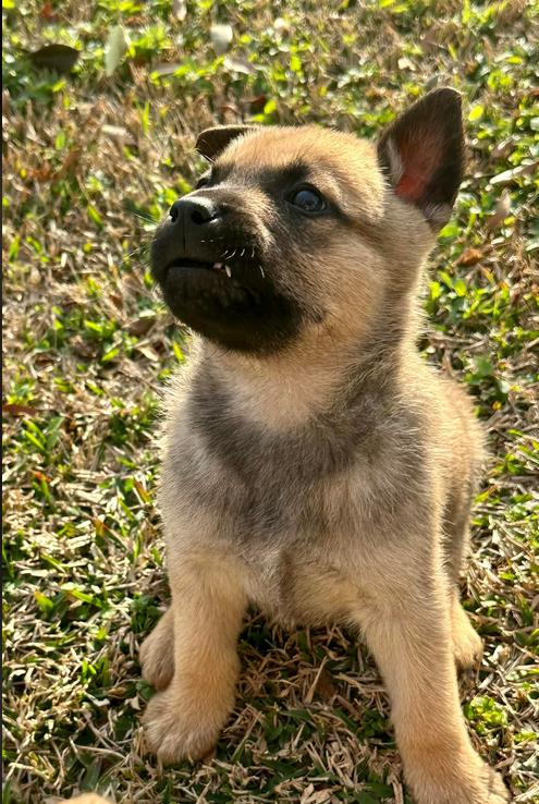 Enlarge Ken, a Adoptable mixed breed in Eutawville, SC image 4/5
