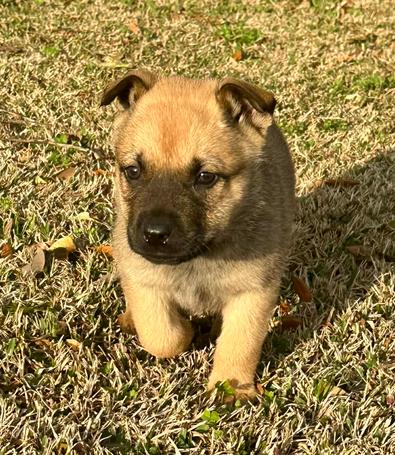 Enlarge Ken, a Adoptable mixed breed in Eutawville, SC image 5/5