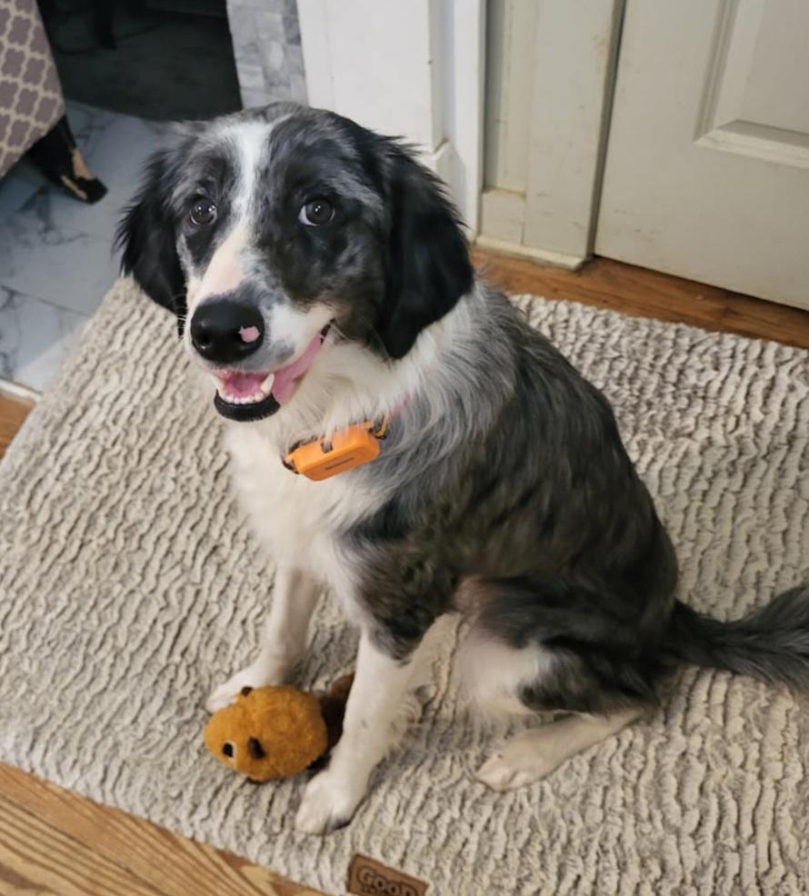 Enlarge Nova, a ADOPTABLE mixed breed in Clarksburg, MD image 5/6