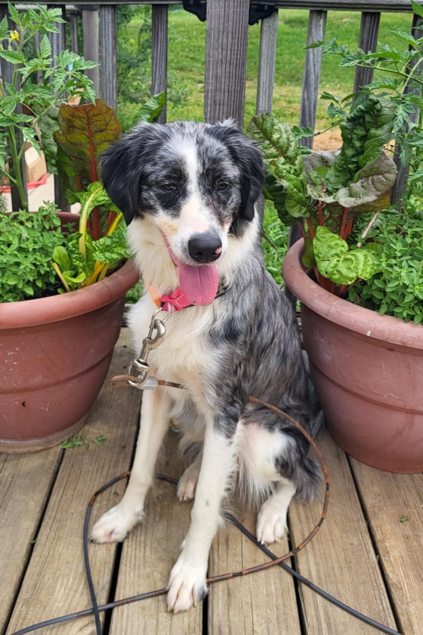 Enlarge Nova, a ADOPTABLE mixed breed in Clarksburg, MD image 6/6