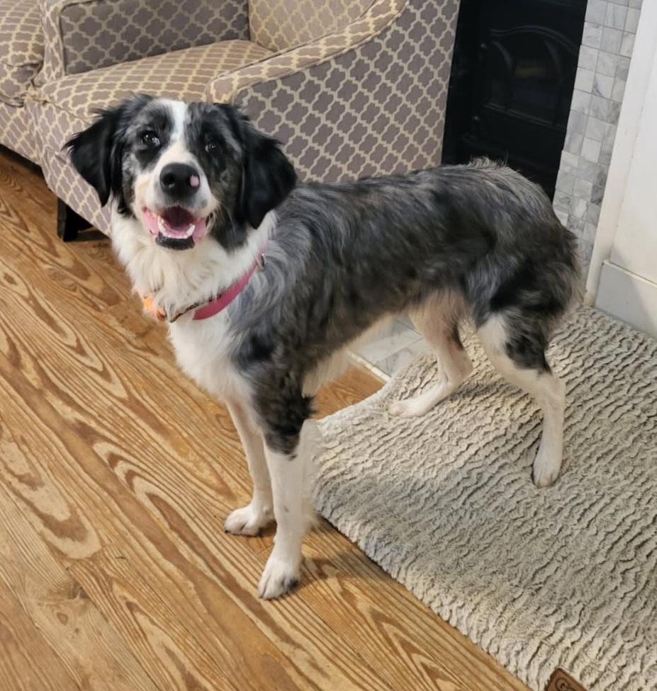 Enlarge Nova, a ADOPTABLE mixed breed in Clarksburg, MD image 1/6