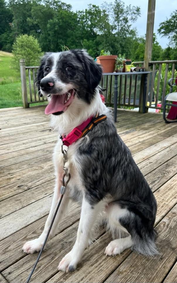 Enlarge Nova, a ADOPTABLE mixed breed in Clarksburg, MD image 3/6