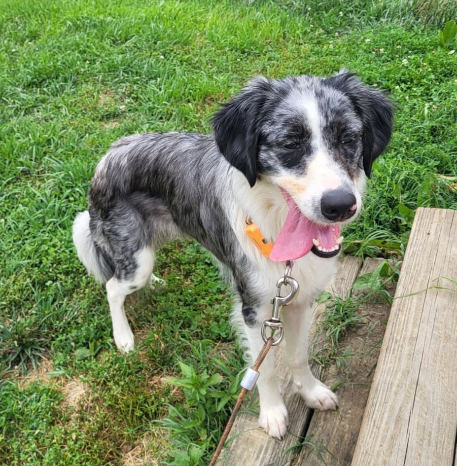Enlarge Nova, a ADOPTABLE mixed breed in Clarksburg, MD image 4/6