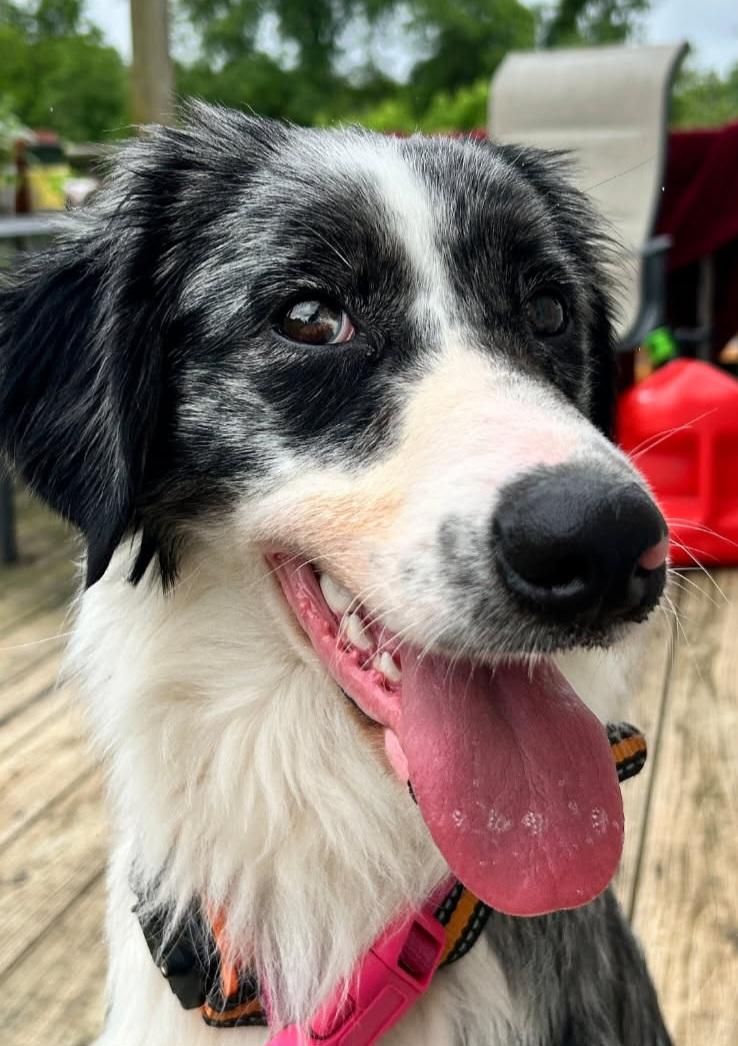 Enlarge Nova, a ADOPTABLE mixed breed in Clarksburg, MD image 2/6