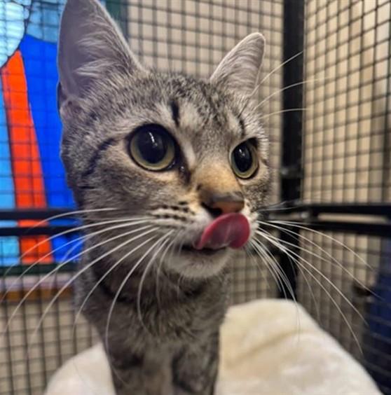 JESTER, Adoptable, Young Female Domestic Short Hair & Domestic Short Hair.