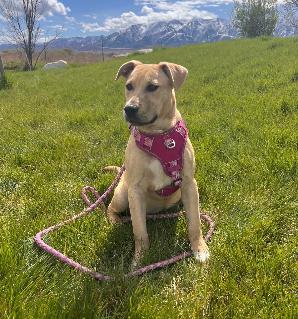 Ann, Adoptable, Puppy Female American Staffordshire Terrier.