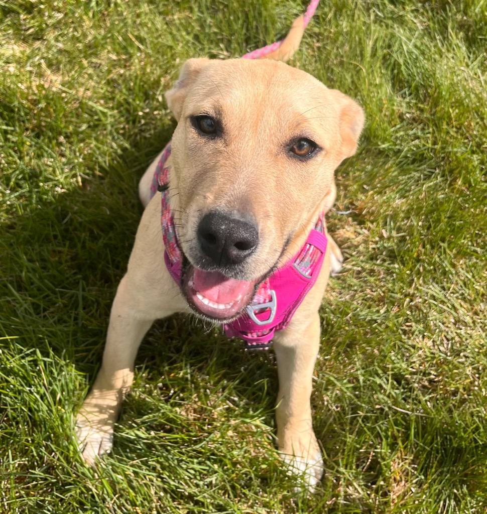 Enlarge Ann, a Adoptable mixed breed in Logan, UT image 2/3