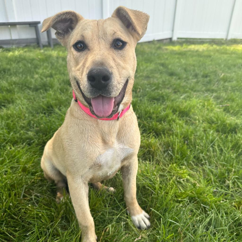 Enlarge Ann, a Adoptable mixed breed in Logan, UT image 3/3