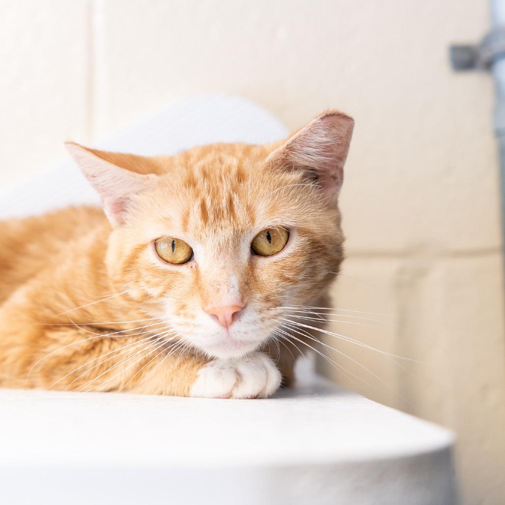 Charlie- working cat, a Adoptable Domestic Short Hair in Birdsboro, PA image 1/2