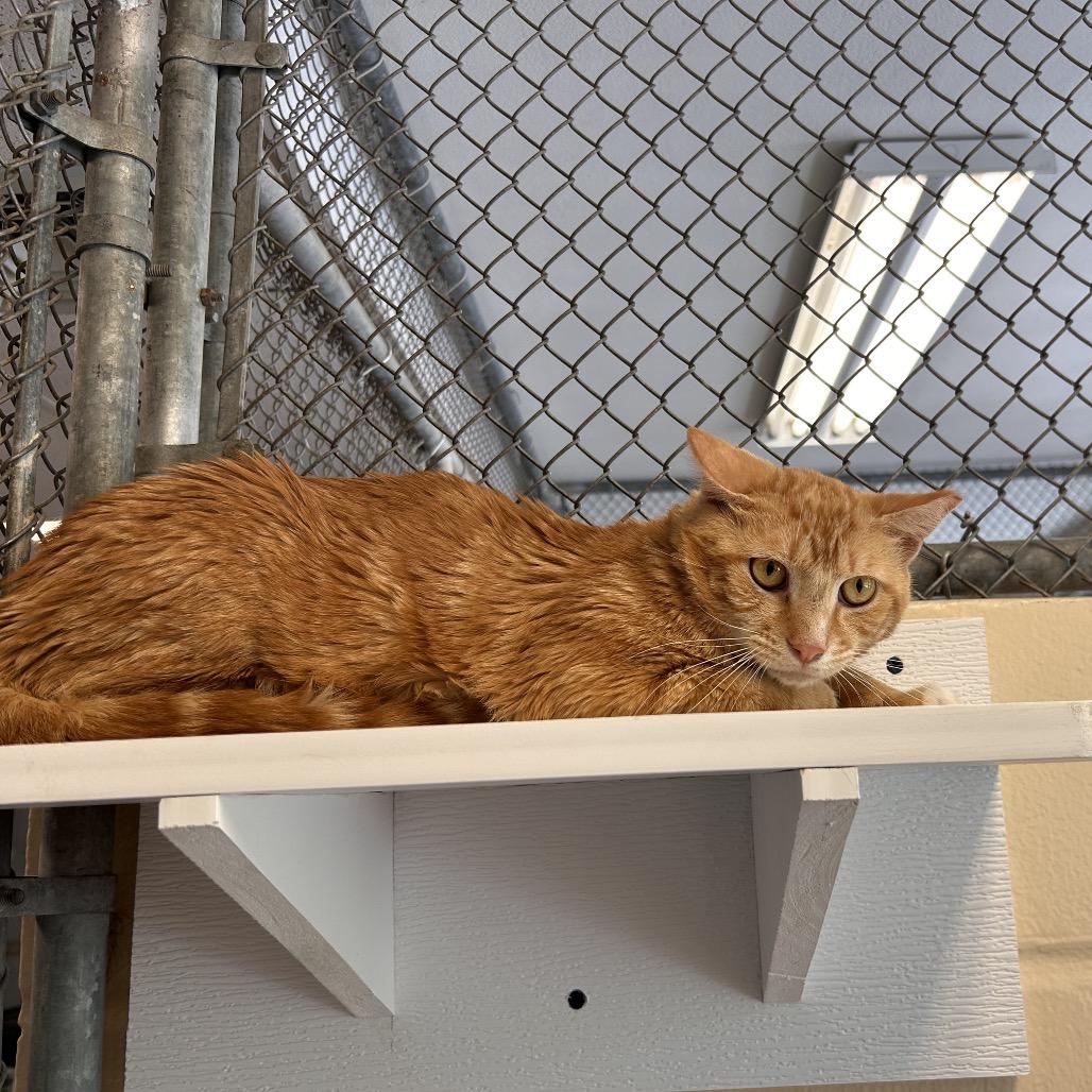 Charlie- working cat, a Adoptable Domestic Short Hair in Birdsboro, PA image 2/2