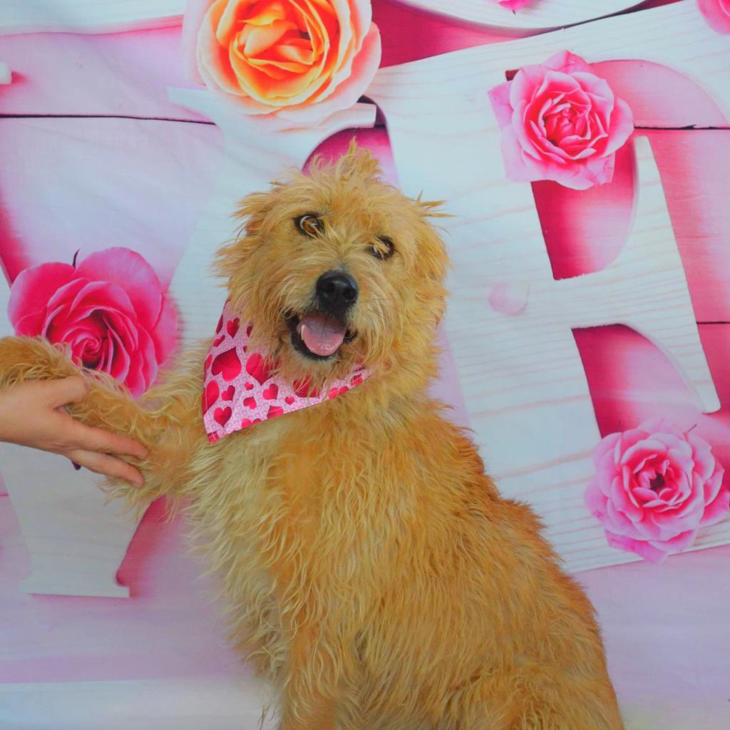 Maya JuM, Adoptable, Adult Female Wheaten Terrier & Mixed Breed.