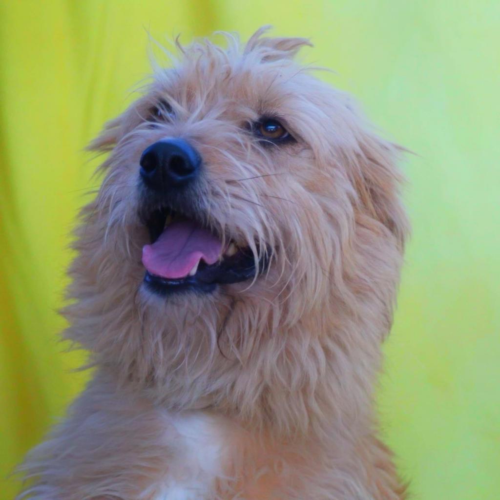 Enlarge Maya JuM, a Adoptable mixed breed in Austin, TX image 1/6