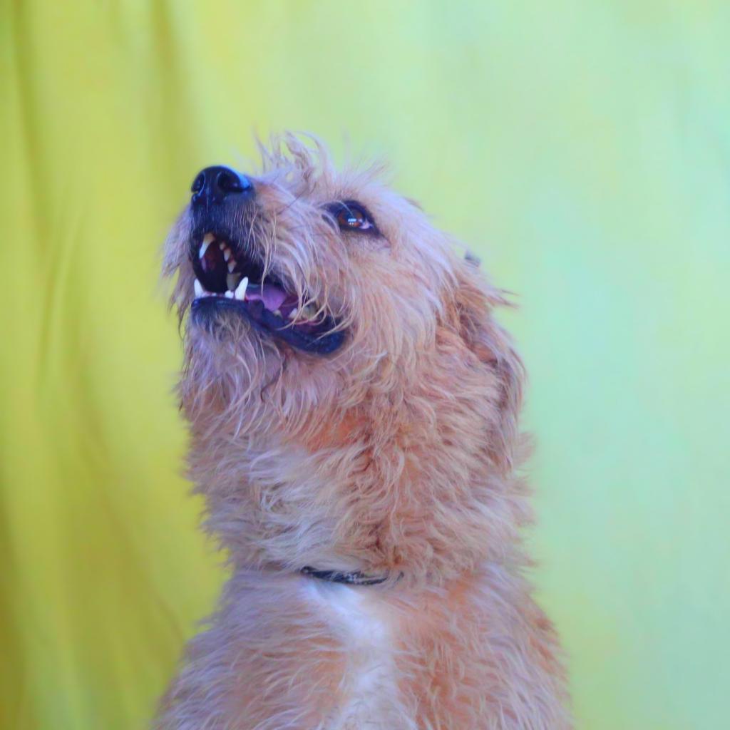 Enlarge Maya JuM, a Adoptable mixed breed in Austin, TX image 2/6