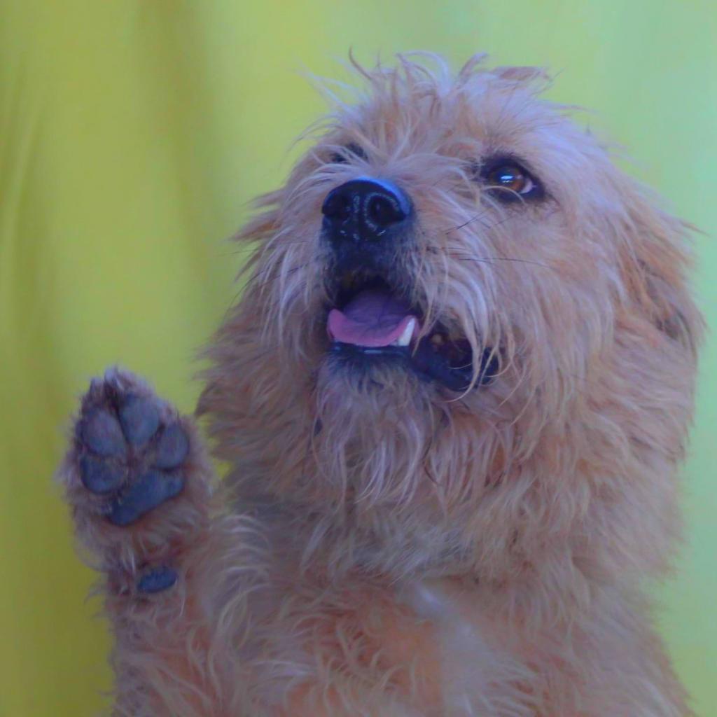 Enlarge Maya JuM, a Adoptable mixed breed in Austin, TX image 4/6