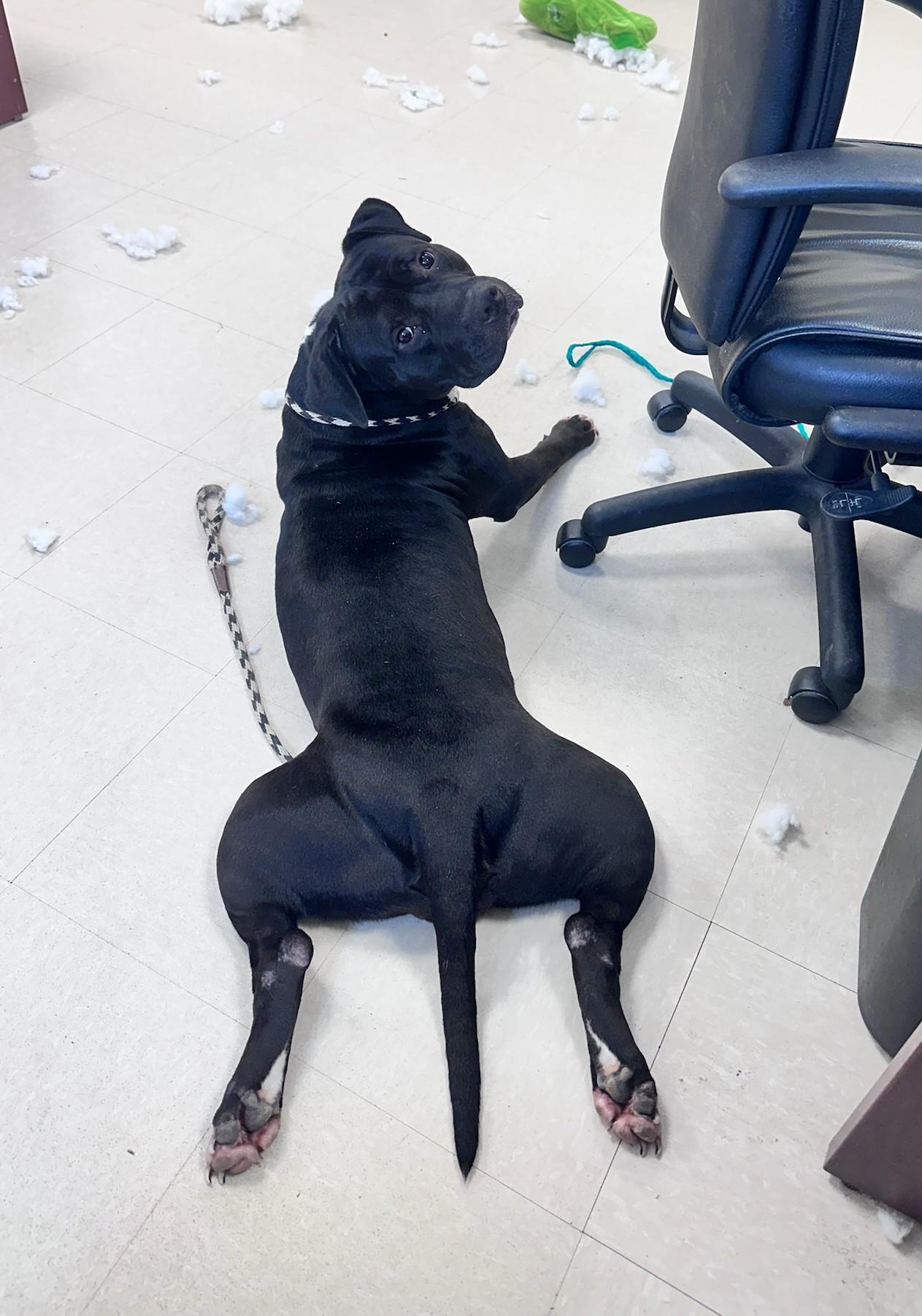 Mamma, a ADOPTABLE Pit Bull Terrier in Clayton, NJ image 2/2