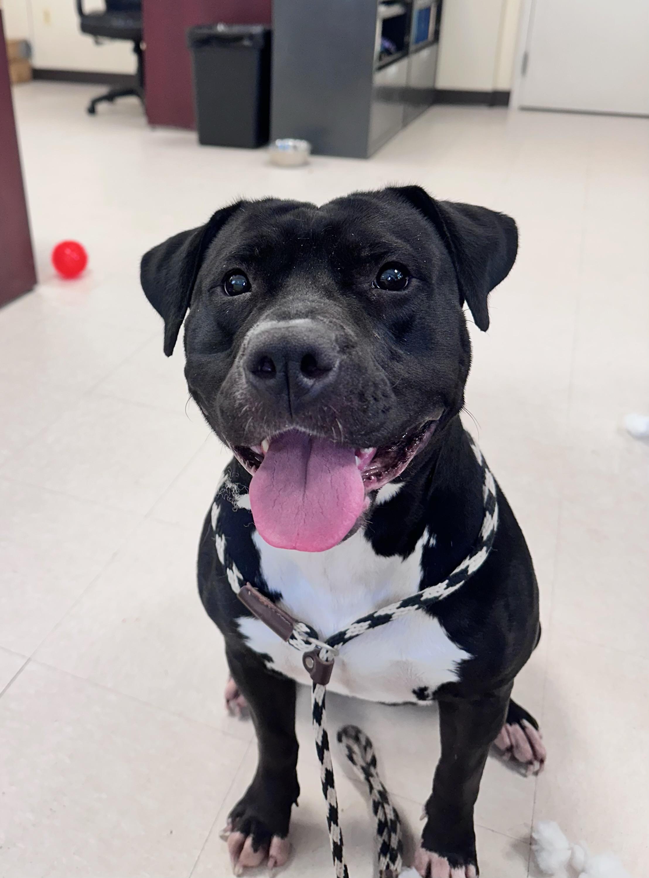 Mamma, ADOPTABLE, Young Female Pit Bull Terrier.
