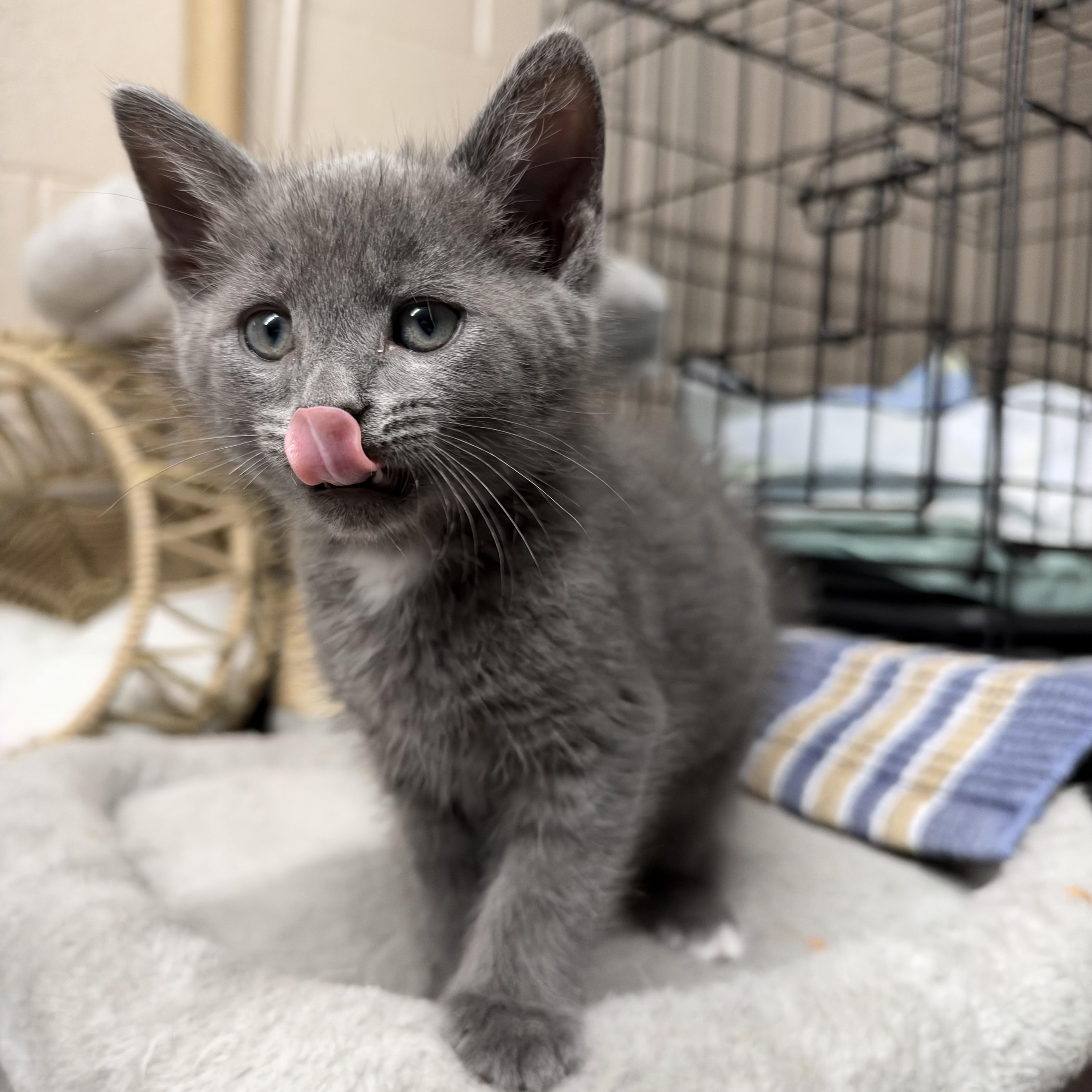 Enlarge Clyde, a Adoptable Domestic Medium Hair in Lebanon, KY image 2/4