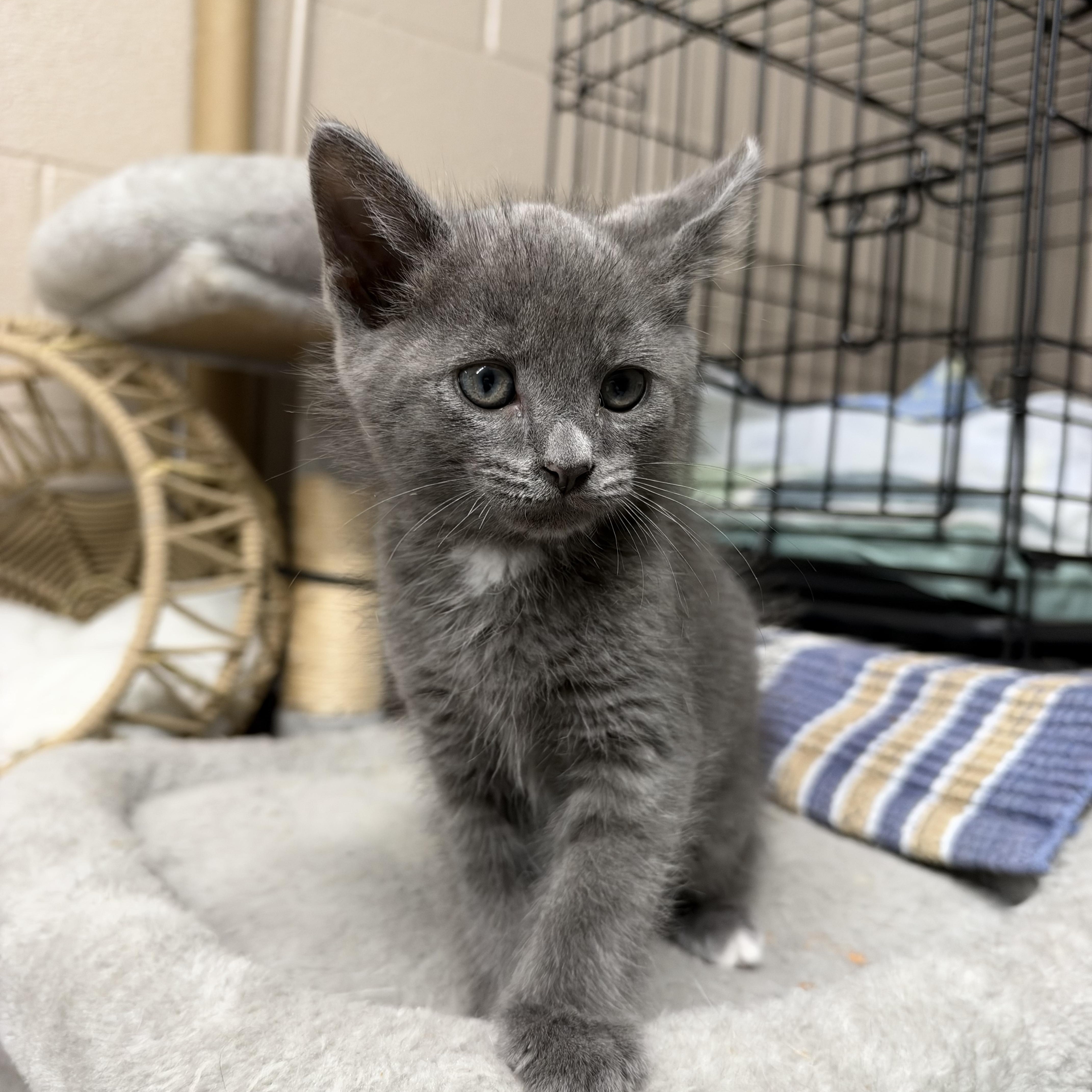 Enlarge Clyde, a Adoptable Domestic Medium Hair in Lebanon, KY image 1/4