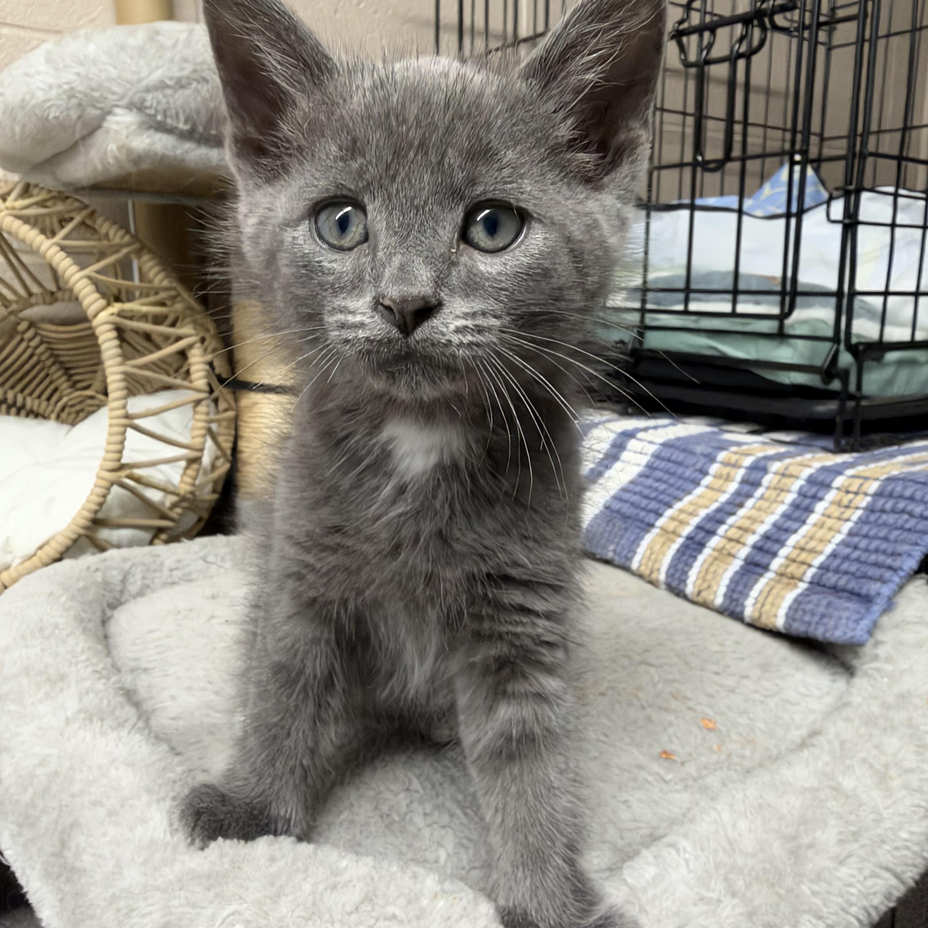 Enlarge Clyde, a Adoptable Domestic Medium Hair in Lebanon, KY image 3/4