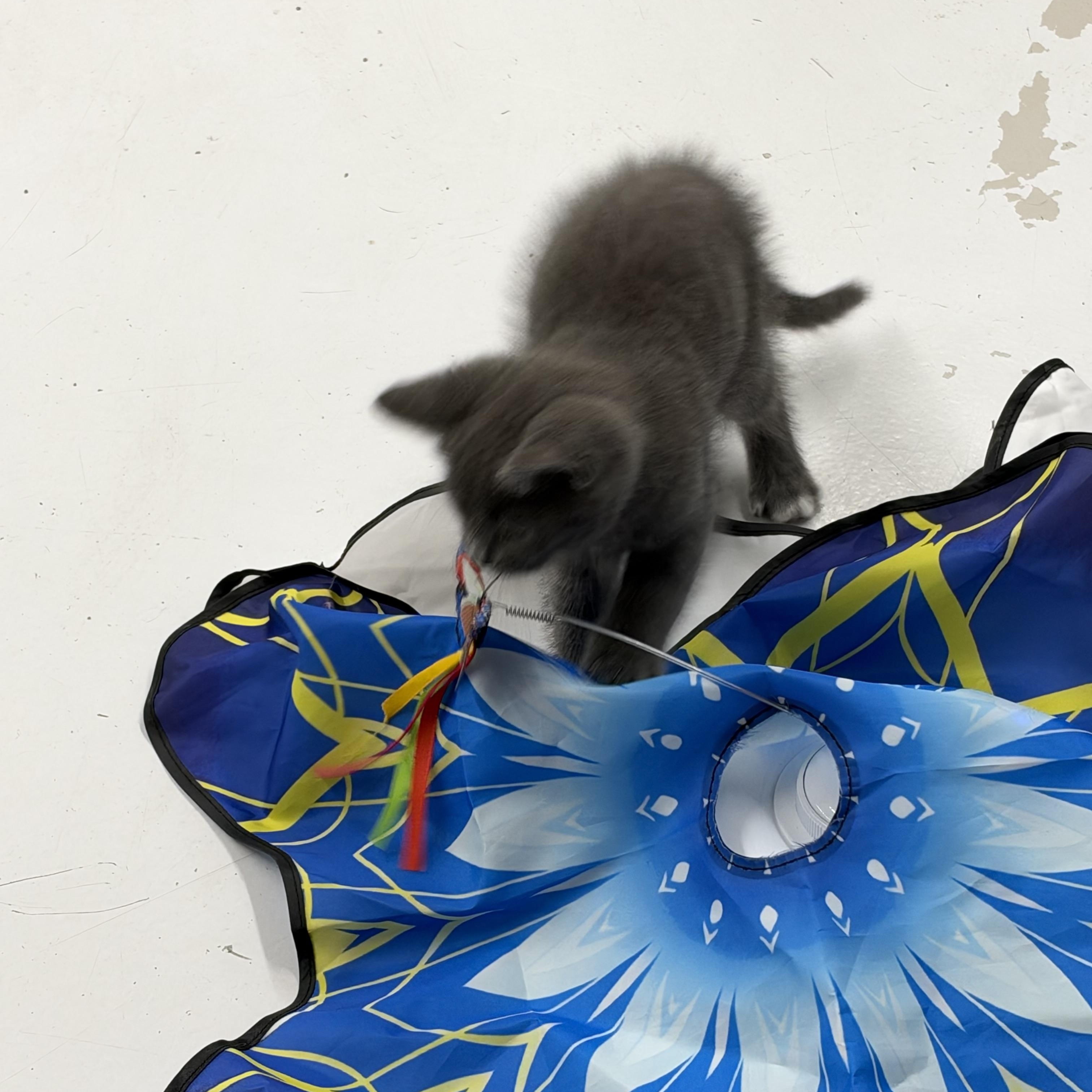 Enlarge Clyde, a Adoptable Domestic Medium Hair in Lebanon, KY image 4/4